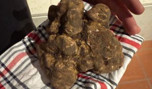 Le ostriche della Spezia e il diamante della terra: gran finale della Fiera del Tartufo di Pergola